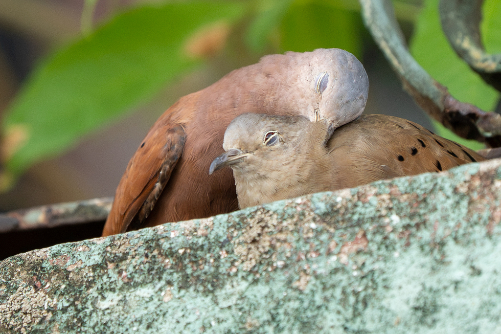 Columbina talpacoti (Ruddy Ground-Dove), California species