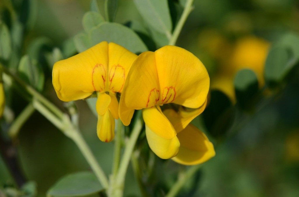 Colutea arborescens (Bladder senna), non-native California shrub / tree