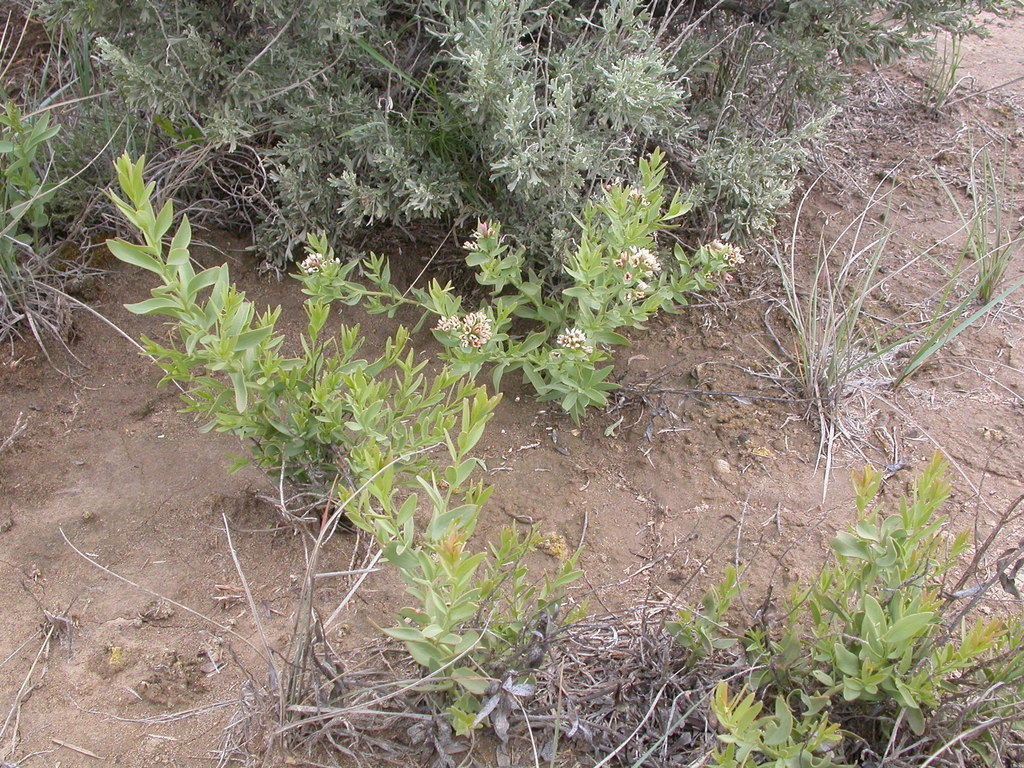Comandra umbellata subsp. californica, native California subshrub