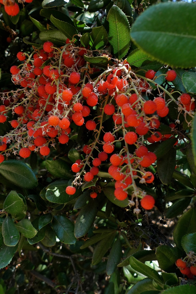 Comarostaphylis diversifolia subsp. diversifolia (Summer holly), native California shrub / tree