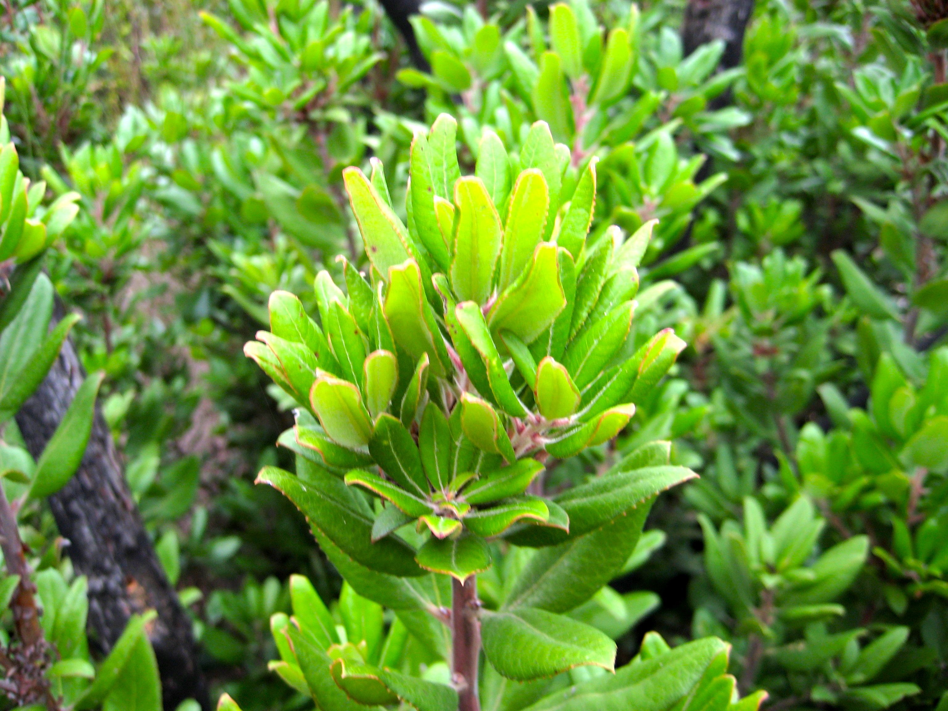 Comarostaphylis diversifolia (California comarostaphylos), native California shrub / tree