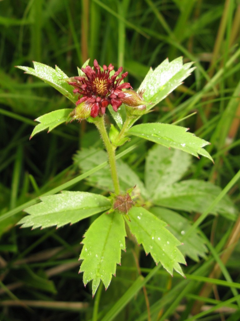 Comarum palustre (Marsh cinquefoil), native California herb