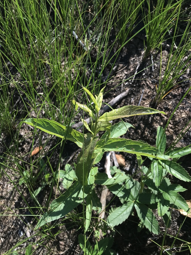 Comarum sp., native California annual