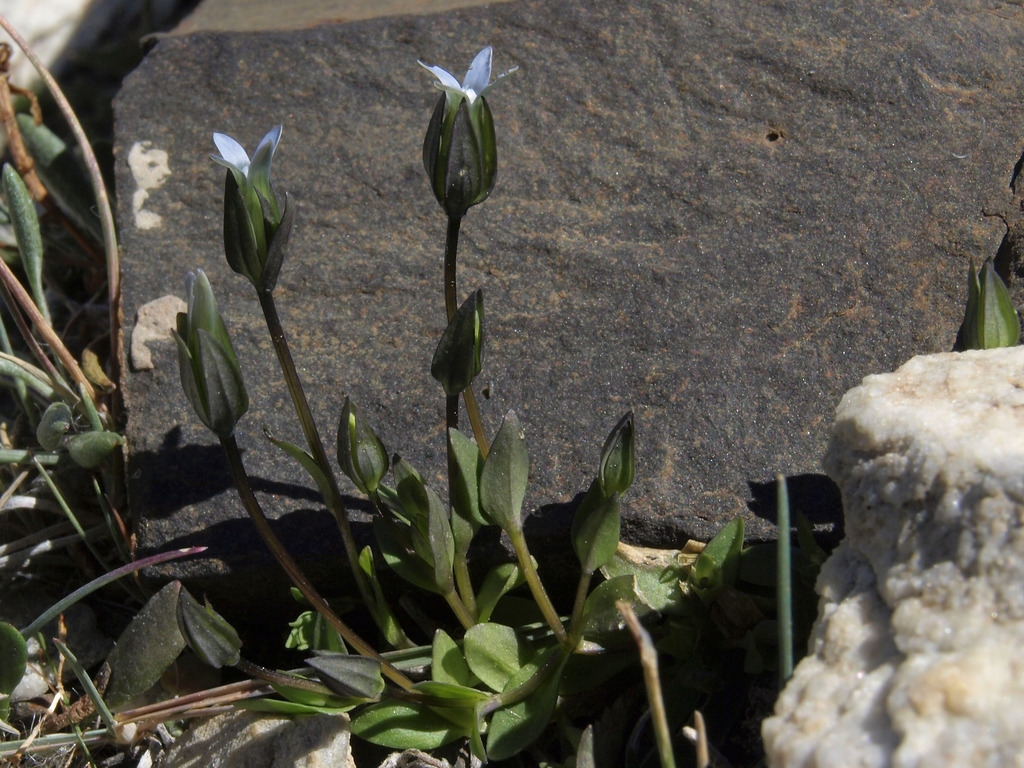 Comastoma tenellum (Samiland gentian), native California annual