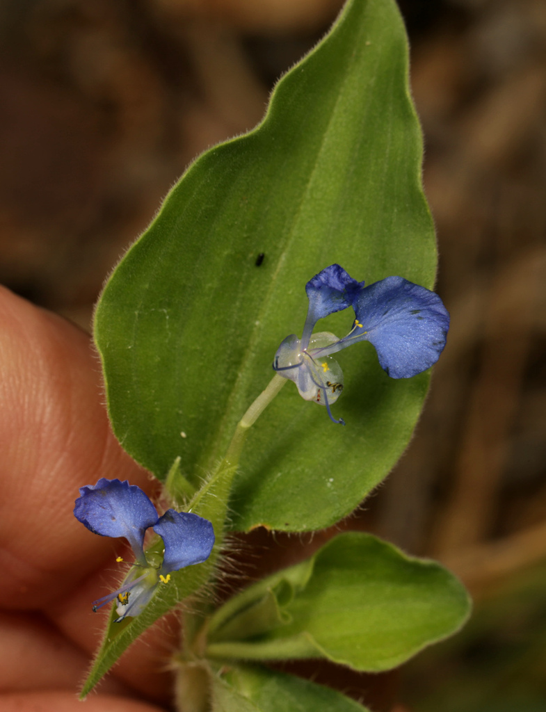 Commelina benghalensis (Tropical spiderwort), non-native California herb