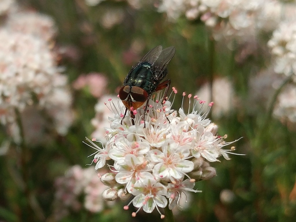 Compsomyiops callipes, California species