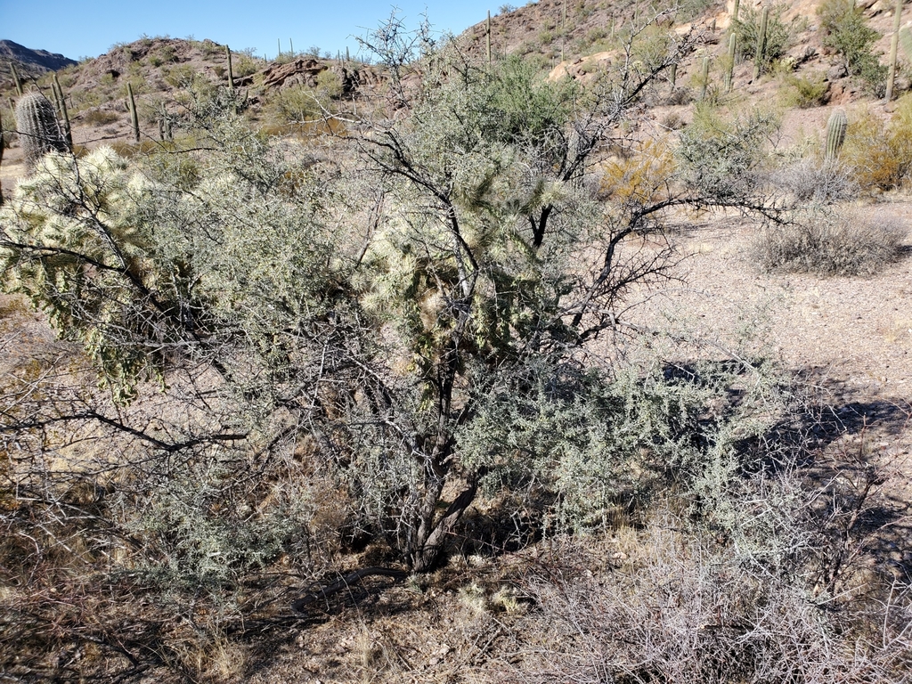 Condalia globosa var. pubescens (Spiny abrojo), native California shrub / tree