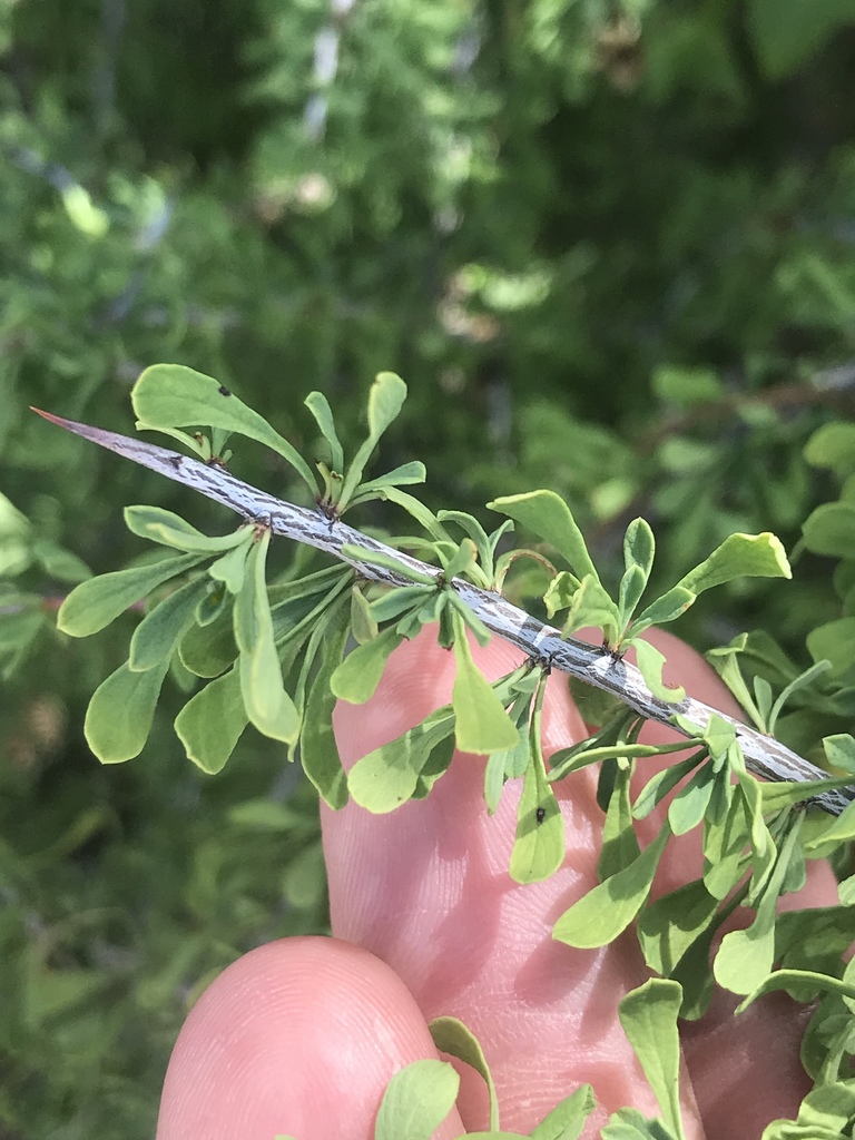 Condalia sp., native California shrub