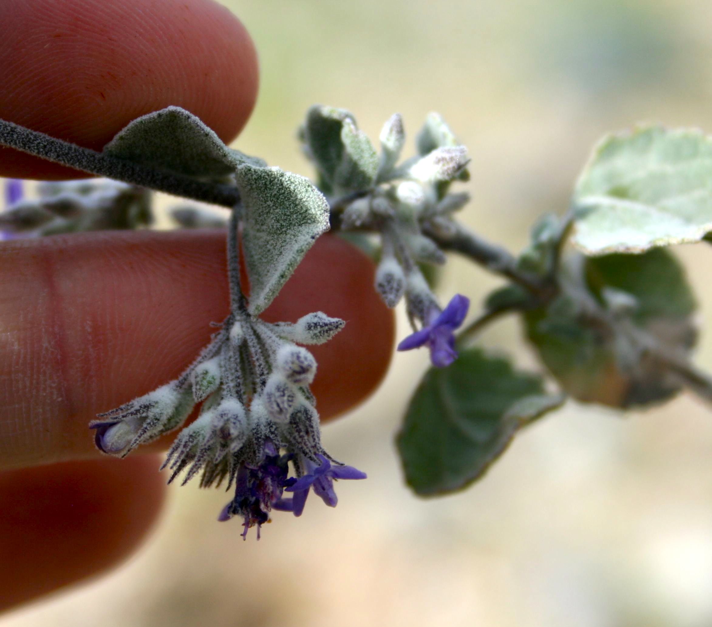Condea emoryi (Desert lavender), native California shrub