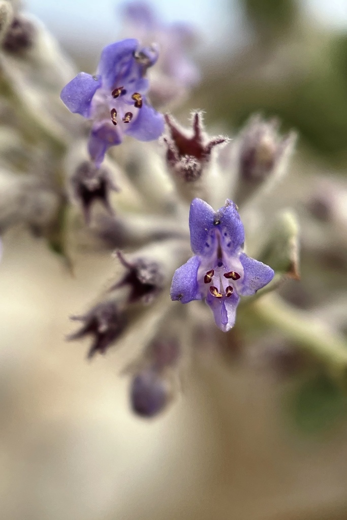 Condea sp., native California shrub