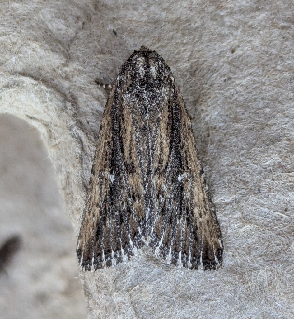 Condica discistriga (The White-dotted Groundling Moth), California species