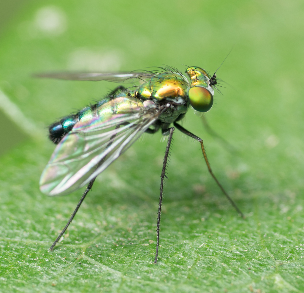 Condylostylus longicornis, California species