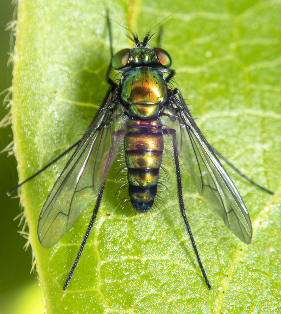 Condylostylus occidentalis, California species
