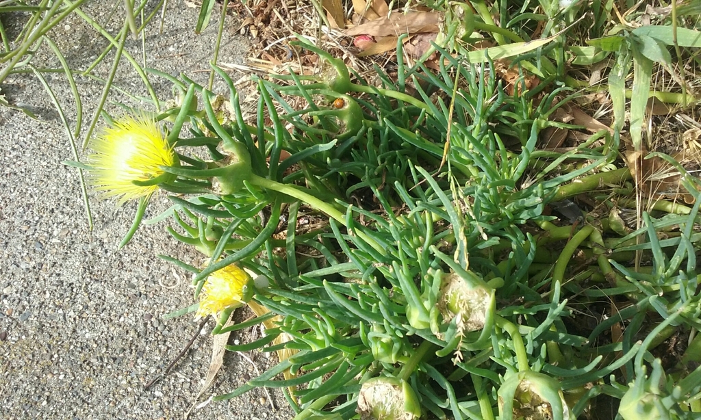 Conicosia pugioniformis (Narrowleaf iceplant), non-native California herb