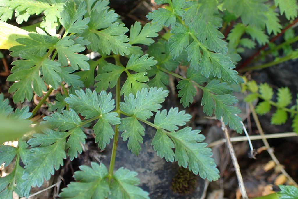 Conioselinum pacificum (Hemlock parsley), native California herb