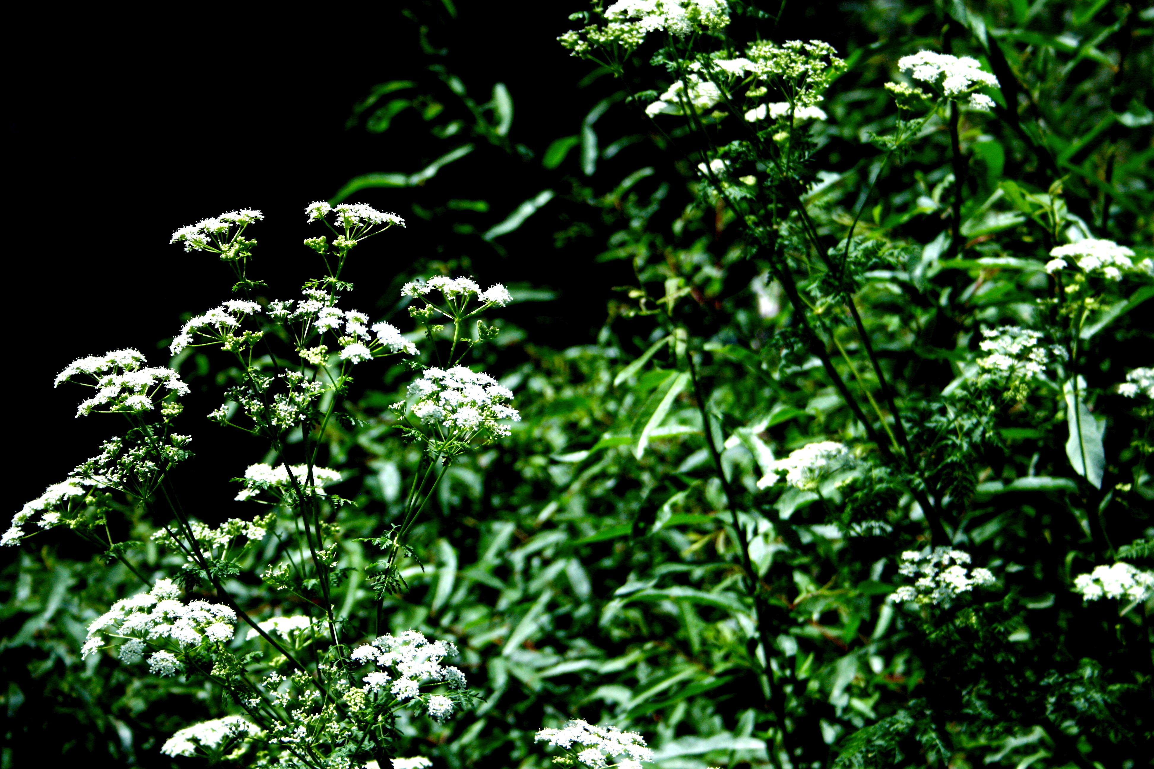 Conium maculatum (Poison hemlock), non-native California herb