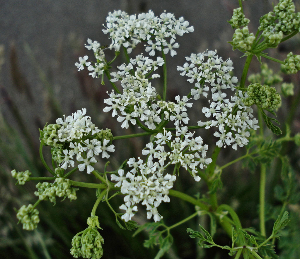 Conium sp. (Poison hemlock), non-native California biennial