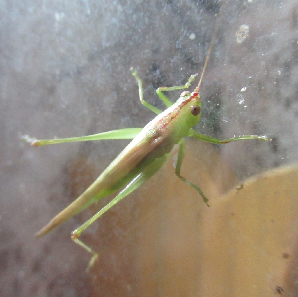 Conocephalus fasciatus (Slender Meadow Katydid), California species