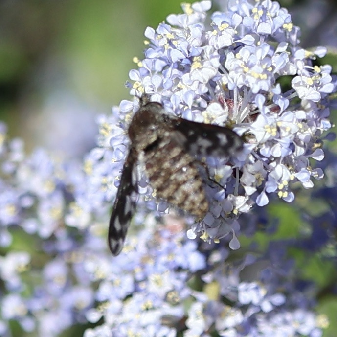 Conophorus fenestratus (Cone-snout Bee Fly), California species