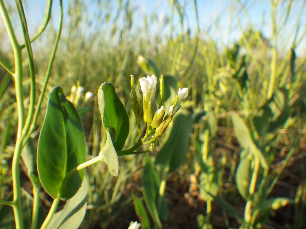 Conringia orientalis (Hare's ear mustard), non-native California herb