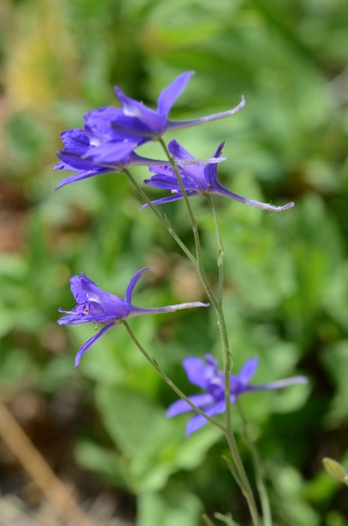 Consolida sp. (Larkspur), non-native California annual