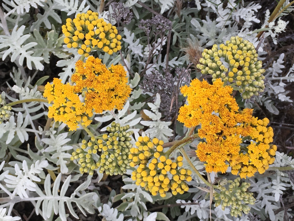 Constancea nevinii (Nevin's woolly sunflower), native California subshrub