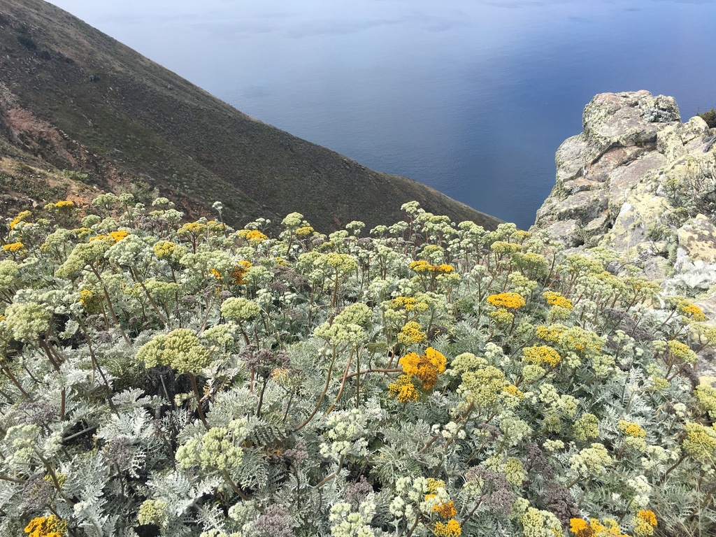 Constancea sp., native California annual