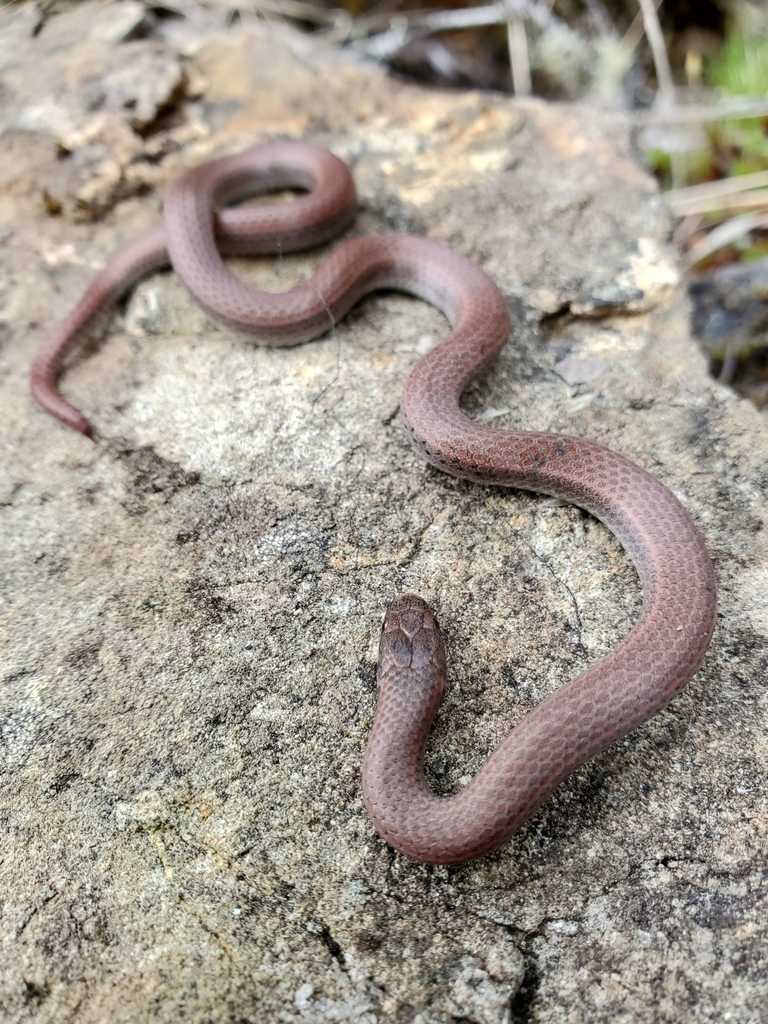 Contia longicaudae (Forest Sharp-Tailed Snake), California species