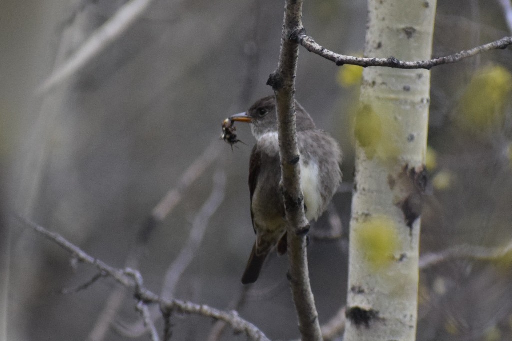 Contopus cooperi (Olive-sided Flycatcher), California species