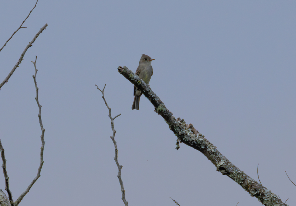 Contopus pertinax (Greater Pewee), California species