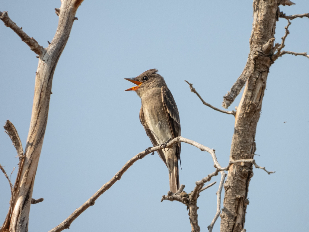 Contopus sordidulus (Western Wood-Pewee), California species