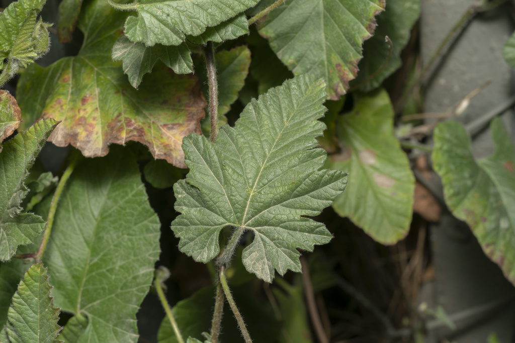 Convolvulus althaeoides (Hollyhock bindweed), non-native California vine