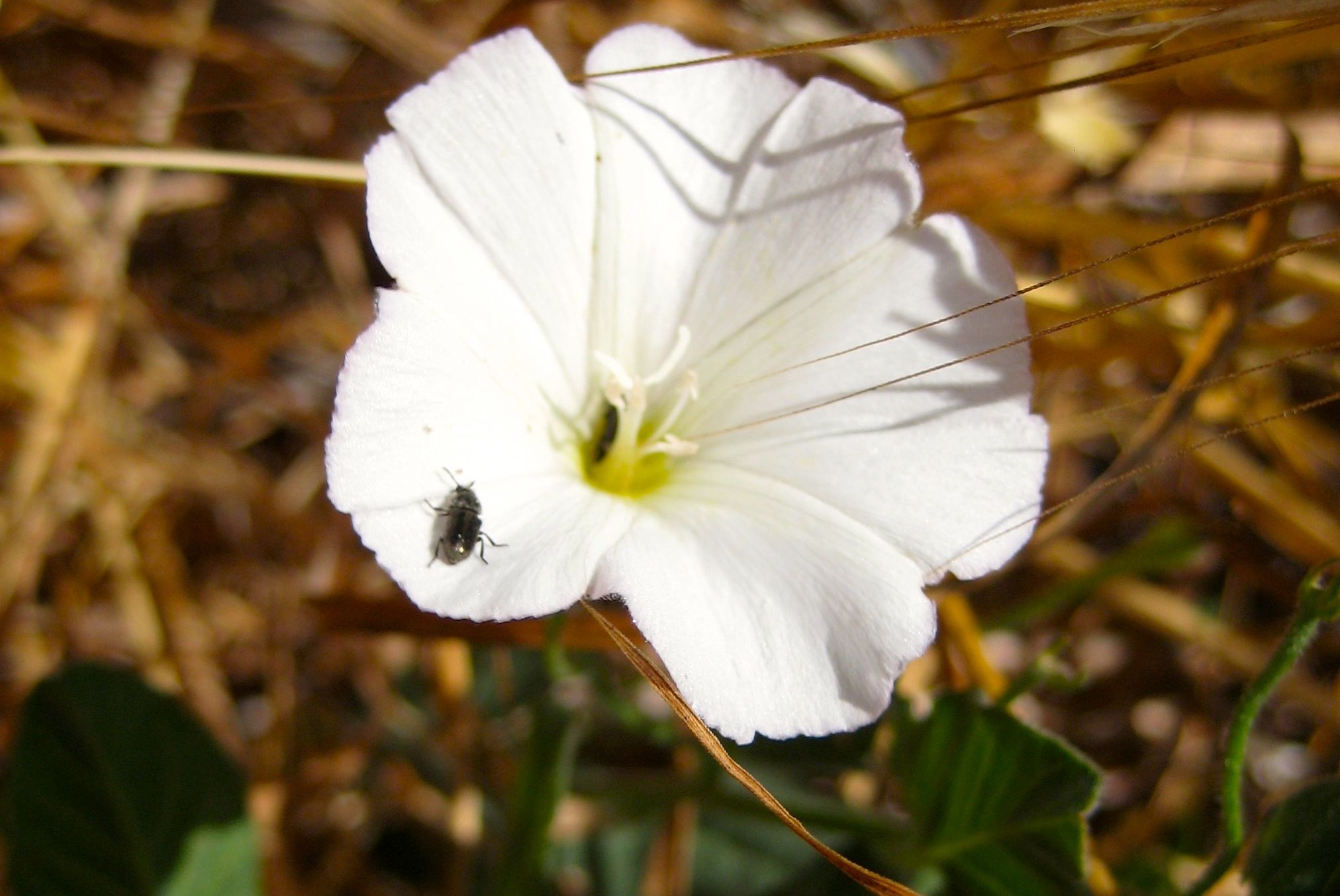 Convolvulus arvensis (Bindweed), non-native California vine