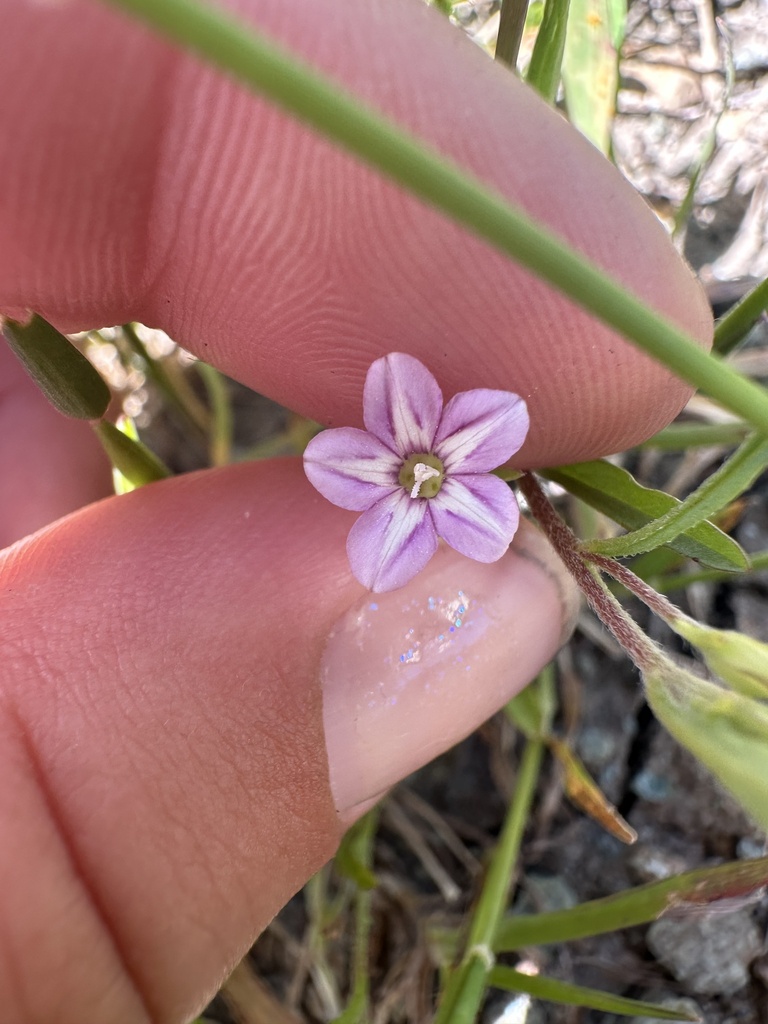Convolvulus simulans (Small-flowered morning-glory), native California annual