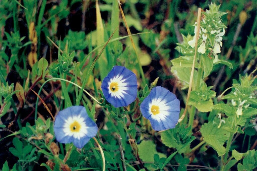 Convolvulus tricolor (Dwarf morning glory), non-native California herb