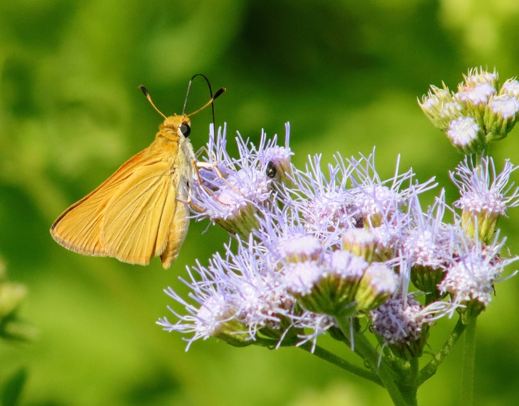 Copaeodes aurantiaca (Orange Skipperling), California species