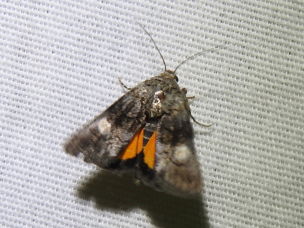 Copanarta sexpunctata (Six-Spotted Copanarta), California species