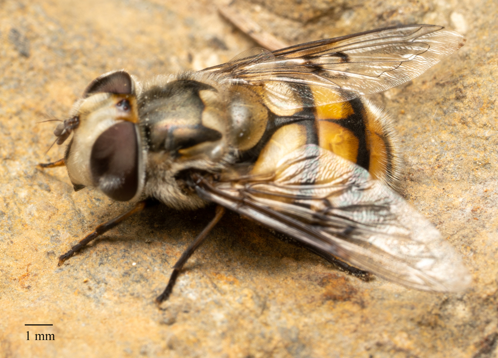 Copestylum avidum (Yellow-spotted Bromeliad Fly), California species