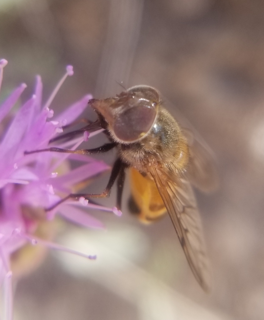 Copestylum haagii (Haag's Bromeliad Fly), California species