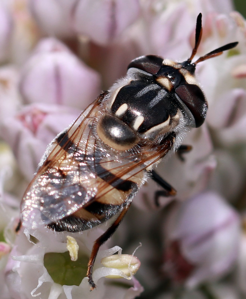 Copestylum marginatum, California species