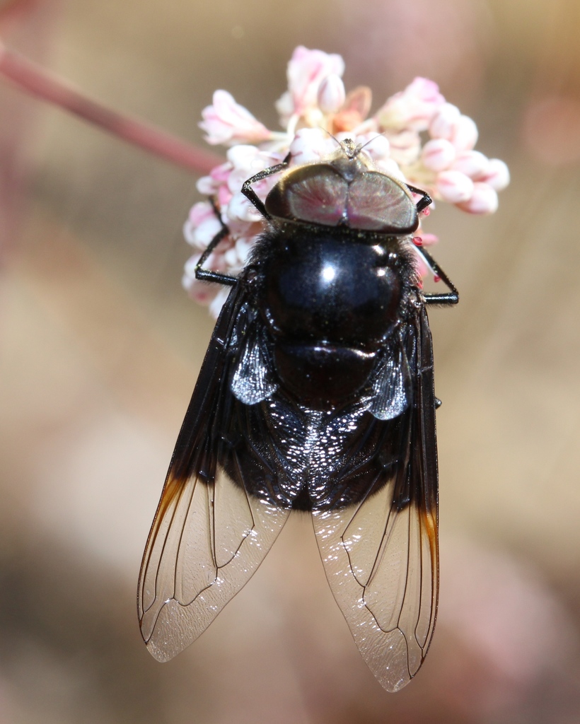 Copestylum violaceum (Purple Bromeliad Fly), California species