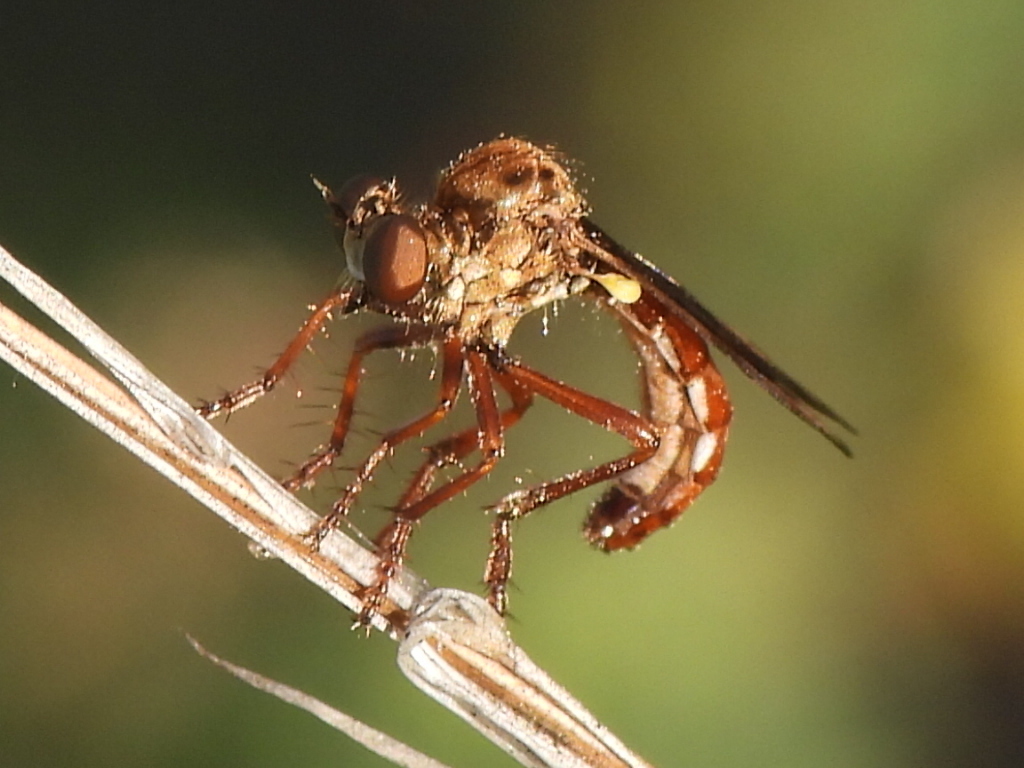 Cophura hurdi (Antioch Cophuran Robberfly), California species