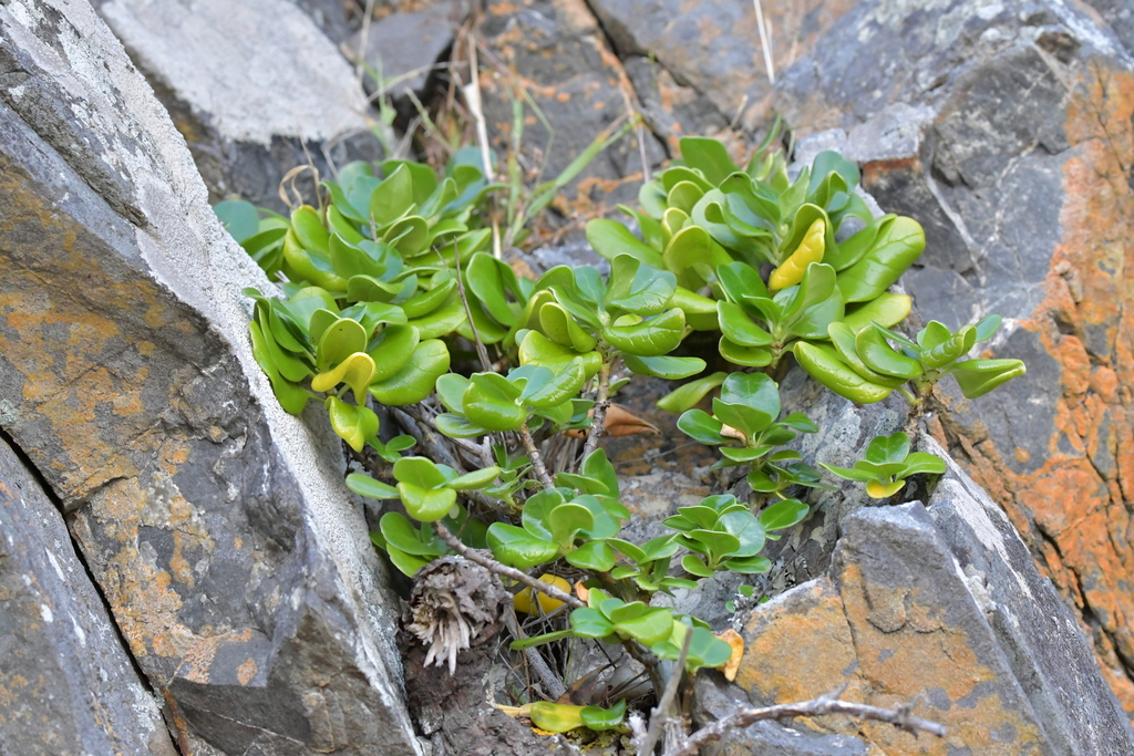 Coprosma repens (Mirror bush), non-native California shrub