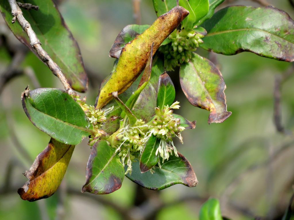 Coprosma sp., non-native California shrub