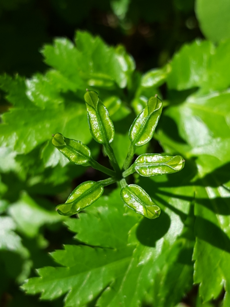 Coptis laciniata (Oregon goldthread), native California herb