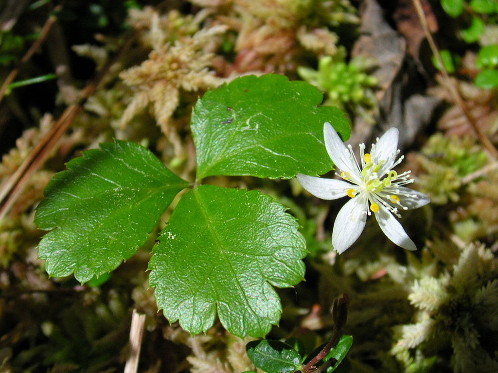 Coptis sp. (Goldthread), native California perennial