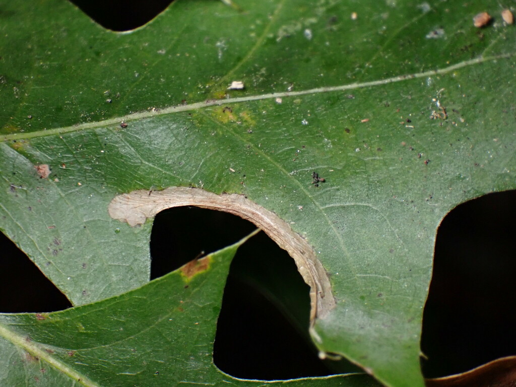 Coptotriche citrinipennella, California species