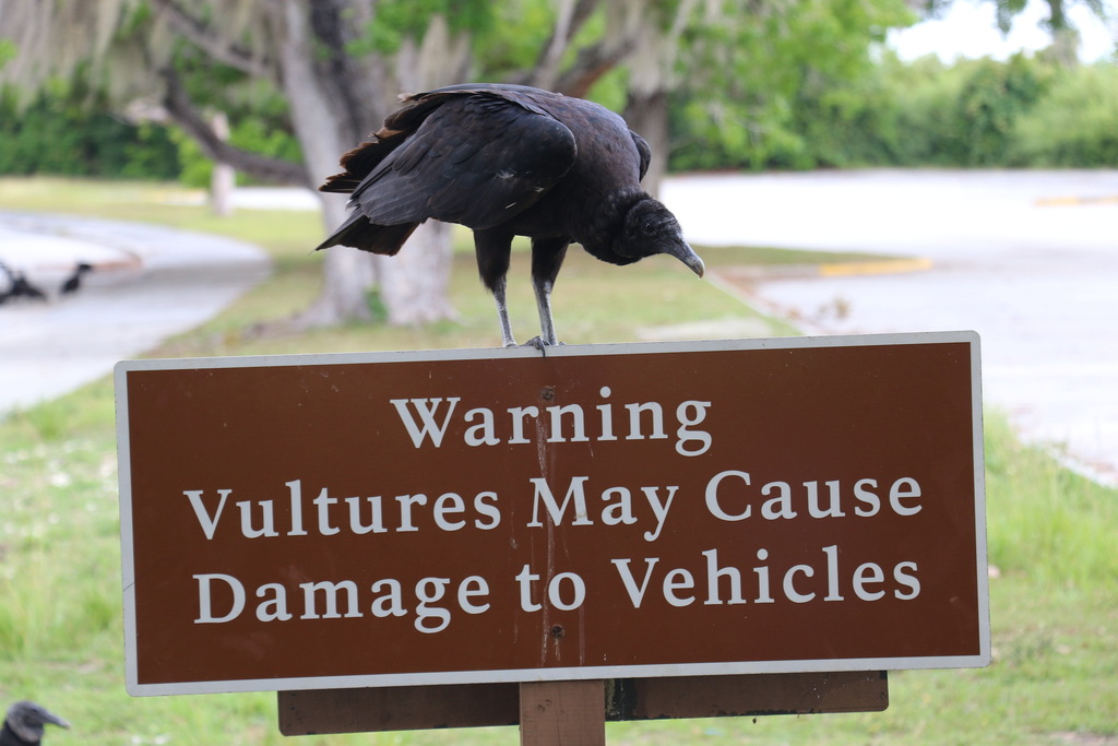 Coragyps atratus (Black Vulture), California species