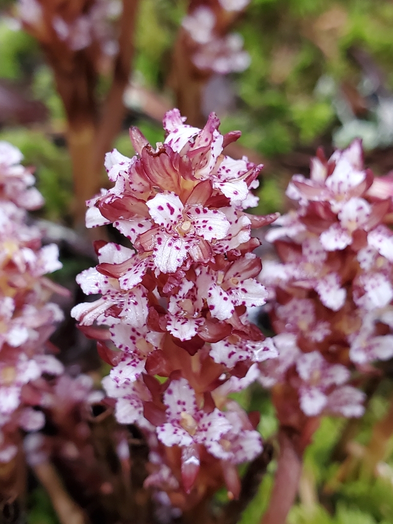 Corallorhiza maculata — parent species of Corallorhiza maculata var. maculata
