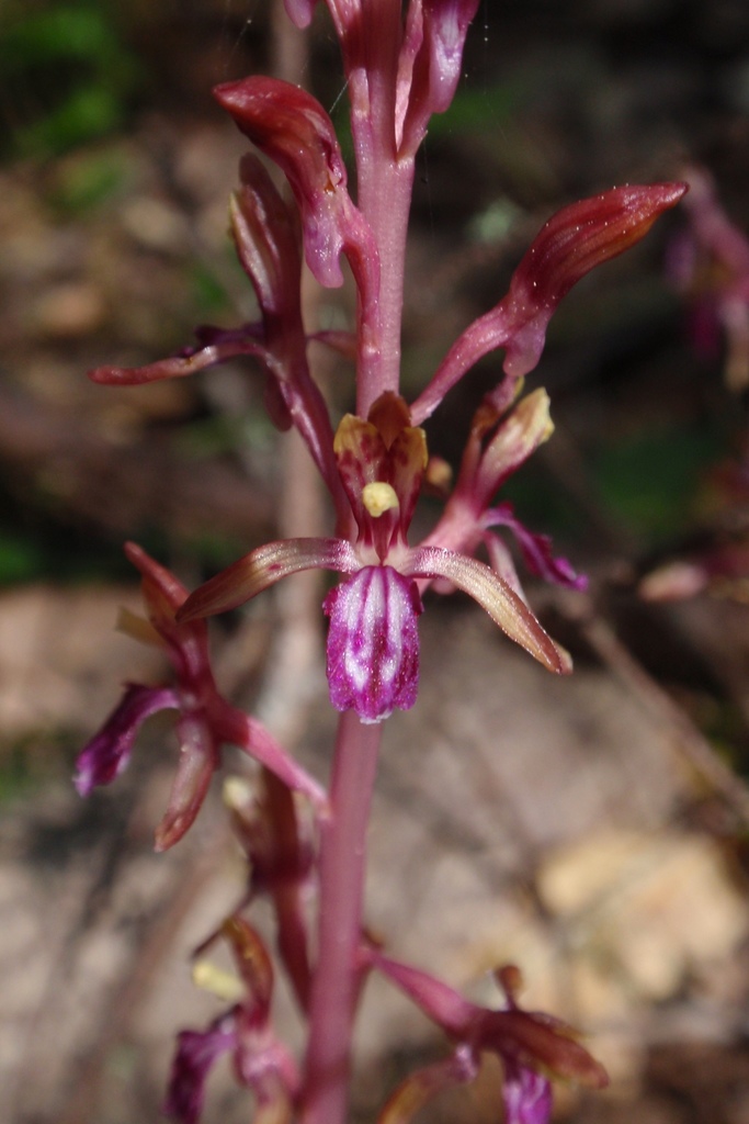 Corallorhiza mertensiana (Western coralroot), native California herb